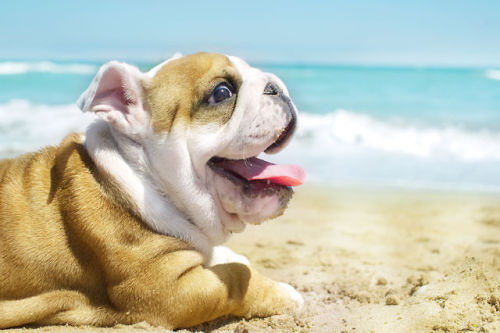 elkbone: English Bulldog puppy at the sea