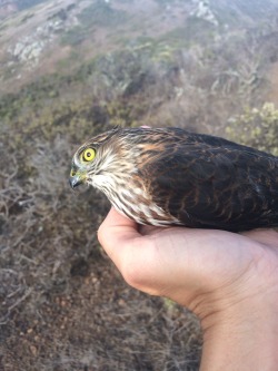 falseredstart:  birdsandbirds:  When your sharp-shin forgets how to sharp-shin. My cool friend bands raptors.   it’s always awkward if you give the bird a toss and it doesn’t want to fly… 