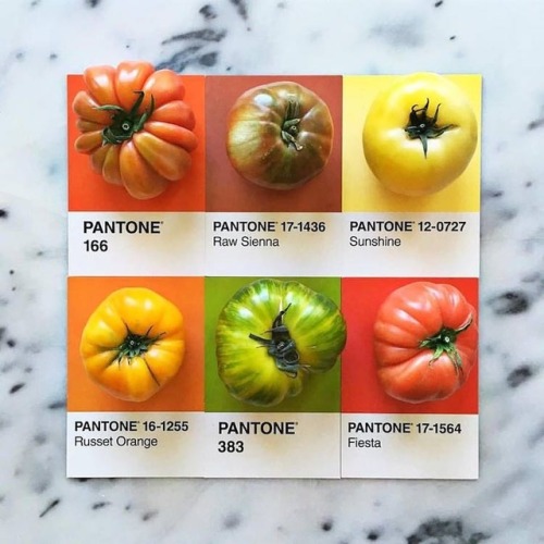 bluestiphotos: nevver: Pantone Color Matching System, Lucy Litman this is just so good