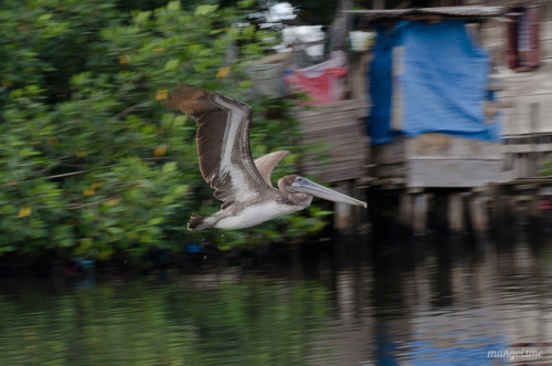 Pelicanlove in the Mangroves.