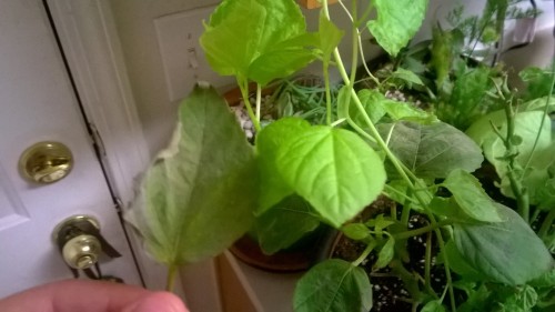 My hibiscus was doing terrible. There were aphids under the leaves, some sort of silvery mildew, and mushrooms growing in the same pot. I repotted it with fresh soil mixed with crushed eggshells and it’s absolutely flourishing! The leaf on the left