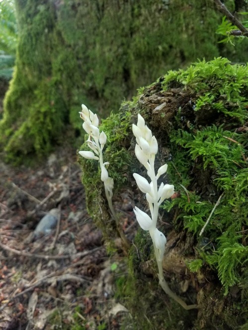 thebashfulbotanist:Not a plant you see ever day! This is a phantom orchid, also known as a snow orch