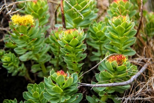  Burnirót Roseroot (Rhodiola rosea)©islandfeuer 2010-2015. All Rights Reserved Please leave captions