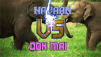 sizvideos:  Baby elephants play fight - Video 