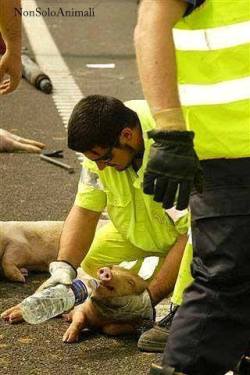 theveganmothership:  &ldquo;Firefighter disregards operational protocol and stops to give aid to one of the pigs that fell from the truck carrying the animals to a slaughterhouse. Unfortunately, when this baby recovered, the pig continued his journey