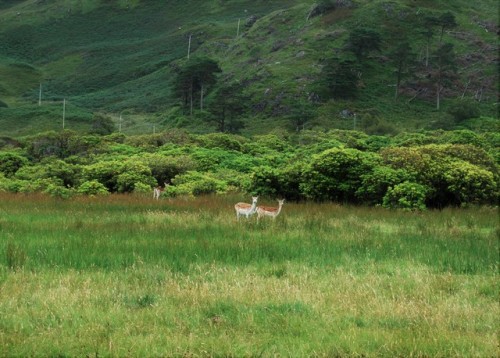 Deer in Lochbuie, Isle of Mull, Scotland 2017