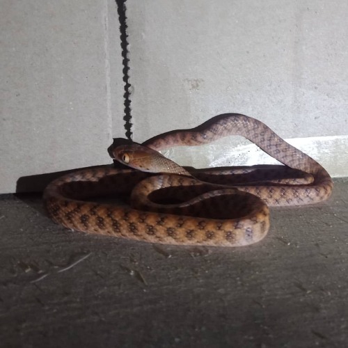 Gorgeous Brown Treesnake from #Brookfield :) It&rsquo;s currently #HatchingSeason for a lot of o