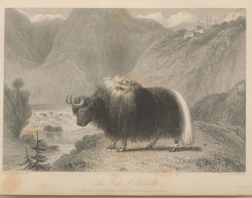 “The Yak of Thibet.” The Oriental annual, or, Scenes in India, 1834-1836.Ind 15.1* Houghton Library,