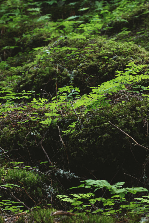 skogsdrage: so many moss pics by skogsdrage