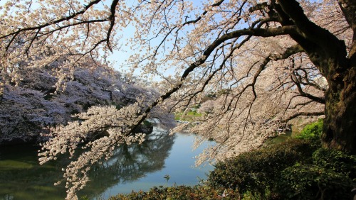 visitkyoto: todayintokyo:  Take a walk with me along Chidorigafuchi in Tokyo.   Kyoto comes usually a week after… 