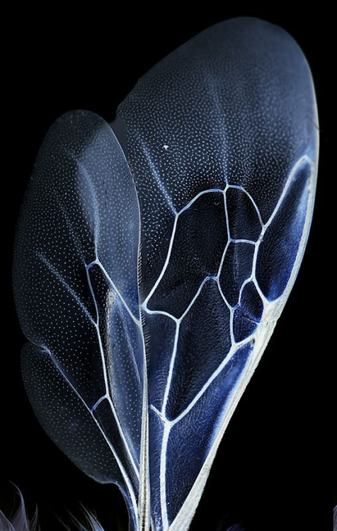 sixpenceee:Close up photo of bee wings by Jon Cromwell.