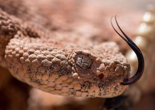 Stunning speckled rattlesnake (Crotalus mitchellii). Credit: Devon Massyn