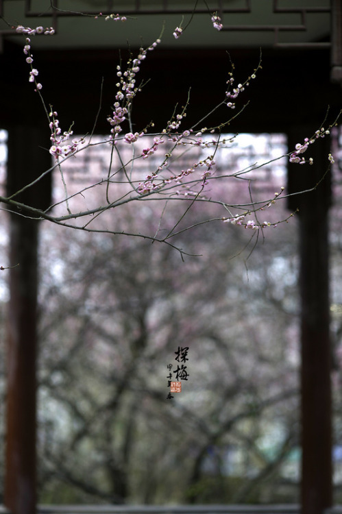angelica-tenshi: 春到梅花山（下） by 黎明~