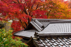 ileftmyheartintokyo:  紅葉 - 瑠璃光院 ／ Rurikou-in Komyo-ji Temple by Active-U on Flickr.