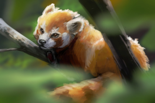 Red panda study, please support endangered species!