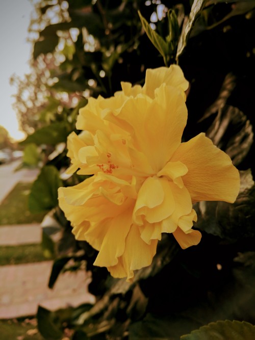 yawningyellow: some pretty yellow flowers i saw on a walk ️