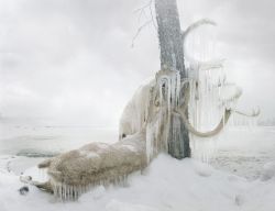 congenitaldisease:A dead elk frozen to a tree.