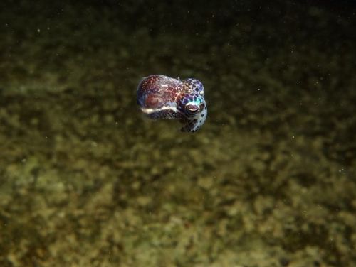 sharkhugger:  end0skeletal: Bobtail Squid (x) I know, I know, not sharks but still… AWWWWWW….!  XD