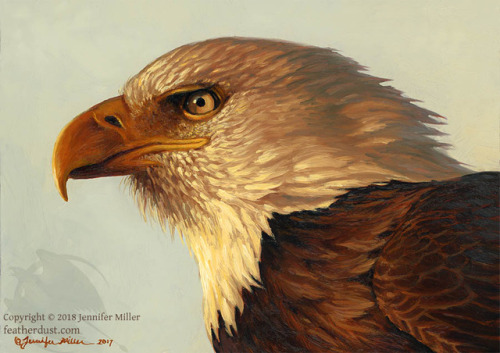 &ldquo;Hope&rdquo;, Bald Eagle (above) and &ldquo;Evening Breeze&rdquo;, Female Red-