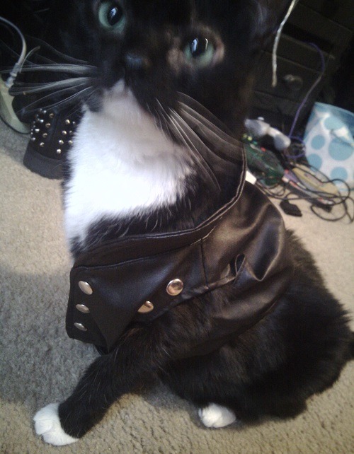 bosimba:  i found a leather jacket made for build-a-bears in my closet so naturally i had to put it on my cat 