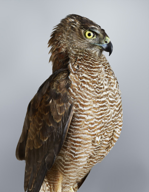 deathcomes4u:  jedavu:  Portraits of Birds Ruffling with Personality by Leila Jeffreys  Pretty sure those are all Australian too. The bottom one isn’t dead. It’s a Juvenile Magpie. Bt man if you want personality, watch a flock of Long billed corrella