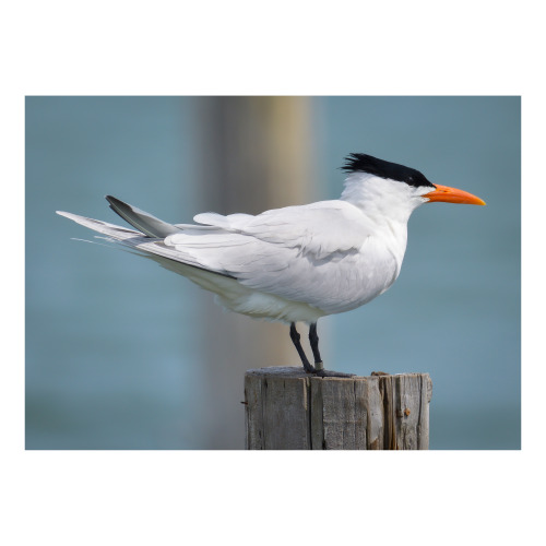 I wouldn’t have posted back-to-back tern photos, except that this bird is wearing an ankle band, whi