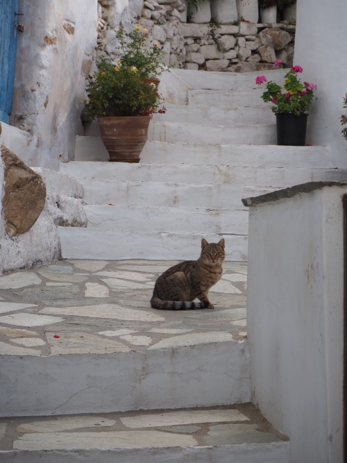 juliahoskins:Cats of Tinos.  Greece.