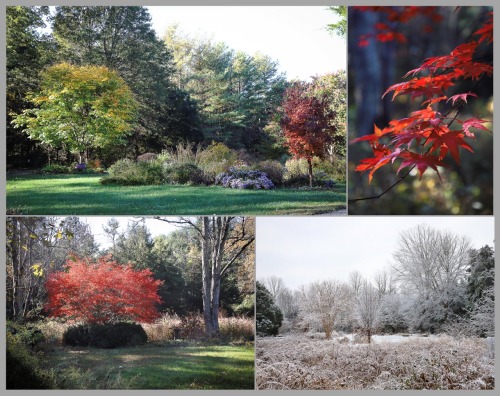 A look back through the garden this past year - winter - spring - summer- fall and winter again.He