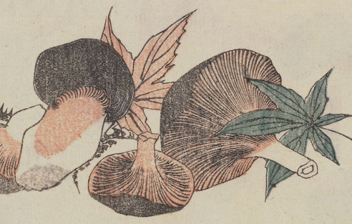 clawmarks:Banshoku zukō - Katsushika Taito - c.1827-1850 - via Gallica