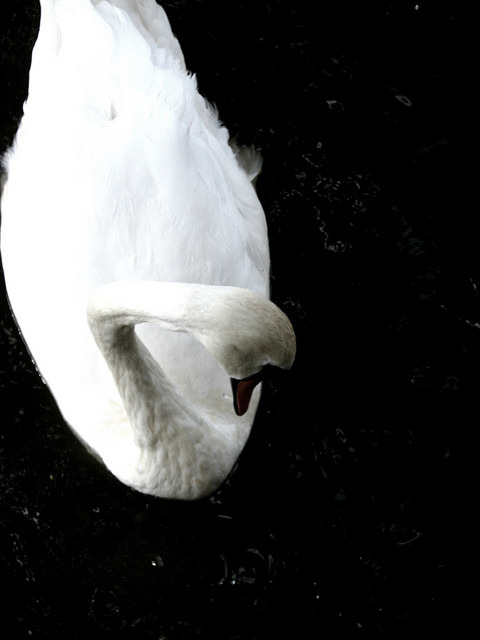 Swans of vltava on Flickr.
