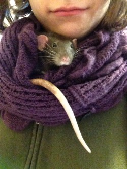 doomdarling:  ratabulous:  Omg I have Arya in my infinity scarf and she all snuggled in now and cozy while I’m making oatmeal.  She’s too cute, I’m gonna die. (Sorry for the crappy quality photos, it my iPhone self-facing camera)  Too cute!!