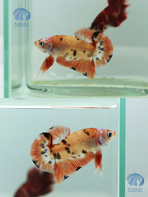theblondeaquarist:sans-vertigo:OH MY HEART. Look at his body form. This fish is sexy. That smooth pe