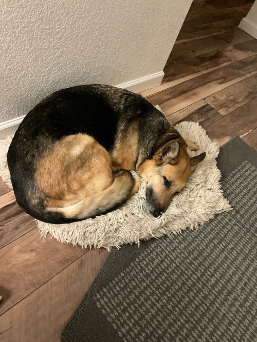 A German shepherd curled up on a fuzzy blanket sleeping
