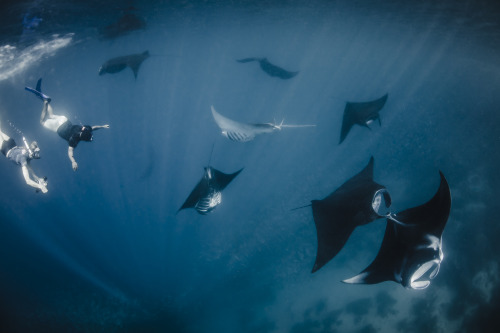 nubbsgalore: photos by thomas peschak and shawn heinrichs from the world’s largest sanctuary for man