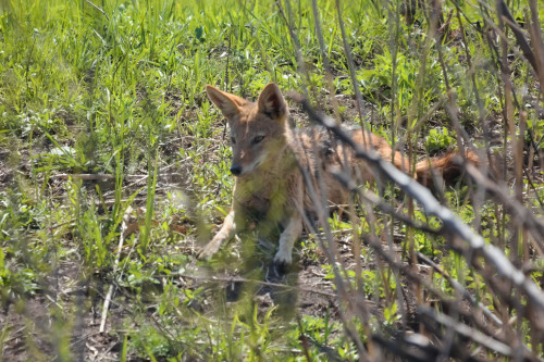 A good boy stalking around near the duck pond.