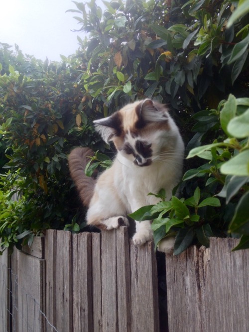 peach-confetti:wunderlast:telescopics:he loves this fencewow that is the most beautiful cat i have e