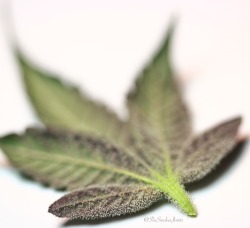 smokeitagainstpain:  strainmadness:  shesmokesjoints:A little pot leaf 🍁  Marijuana  High Society!