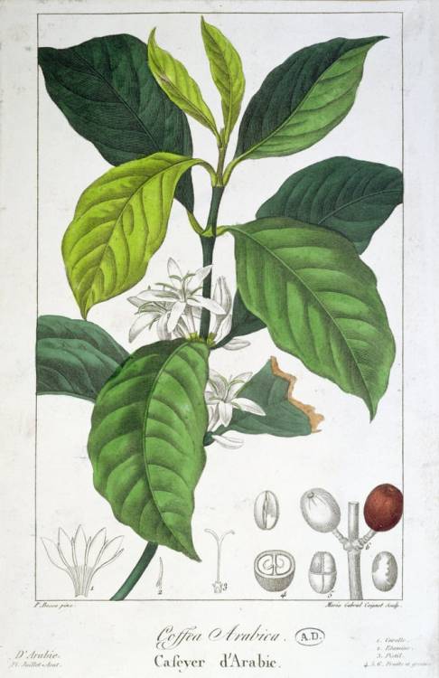                          Mysterium Regnum Plantarum (Pancrace Bessa)“Bessa was commonly known as the