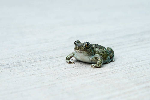 toadschooled: This Mexican spadefoot toad [Spea multiplicata] appears guilty of something, but I’m n