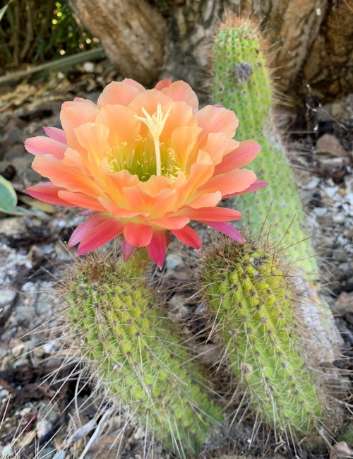 ruthbancroftgarden - Echinopsis ‘Kazuko’Hybridizer Bob Schick...