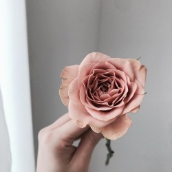 mgonzodom71: pinkwinged:  laflorflower  💟
