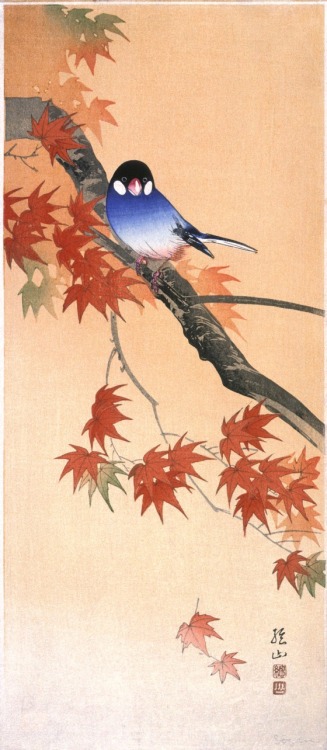 aleyma:Ito Sozan, Bluebird on Autumn Maple Branch, 20th century (source).