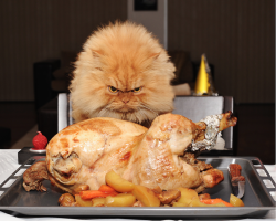 mymodernmet:  Meet Garfi, the world’s angriest cat. The seemingly wrathful kitty, who lives with his owner Hulya Ozkok in Turkey, has a permanently furrowed brow that just naturally makes him appear like a fluffy, orange ball of rage.