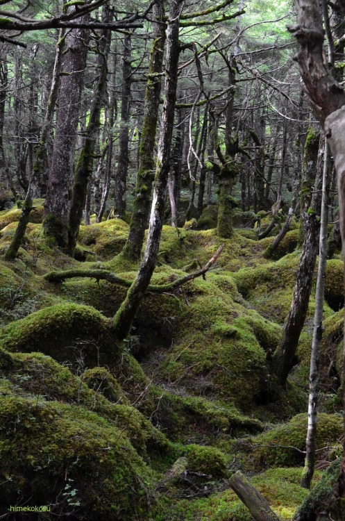 himekokosu:Mossy forest