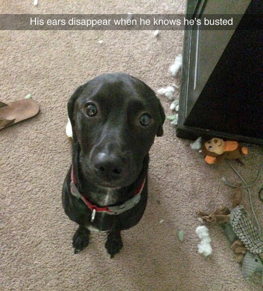 tastefullyoffensive:  (photo by tankvet)