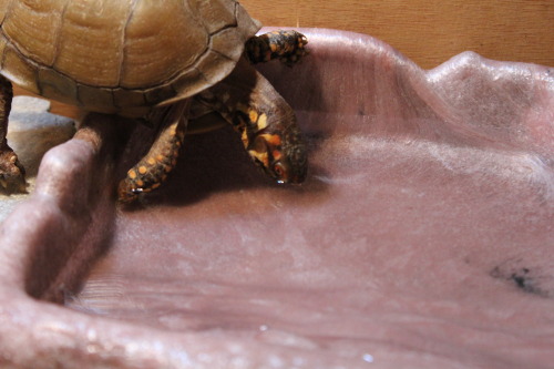 hippy got his stuff cleaned up and replacedinstead of using the ramp to get into the pool, he prefer