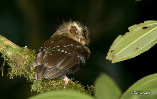 ainawgsd:Xenoglaux loweryi, the long-whiskered owlet, is a tiny owl that is endemic to a small area 