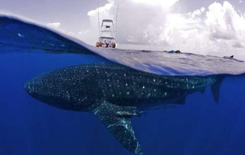  awkwardsituationist:photos by shawn heinrichs porn pictures