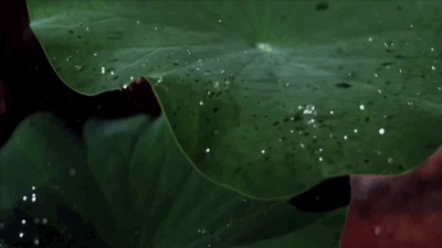mimohsa:pluviobrew:slo-mo raindrops on leavesmimohsa