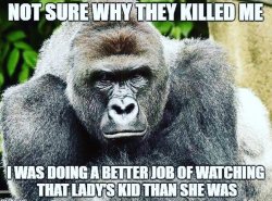 Poor animal. It&rsquo;s not that animals fault that you can not take care of your child! It&rsquo;s not that gorillas fault that you are uneducated and ignorant!!😢 #gorilla by alinalewisofficial